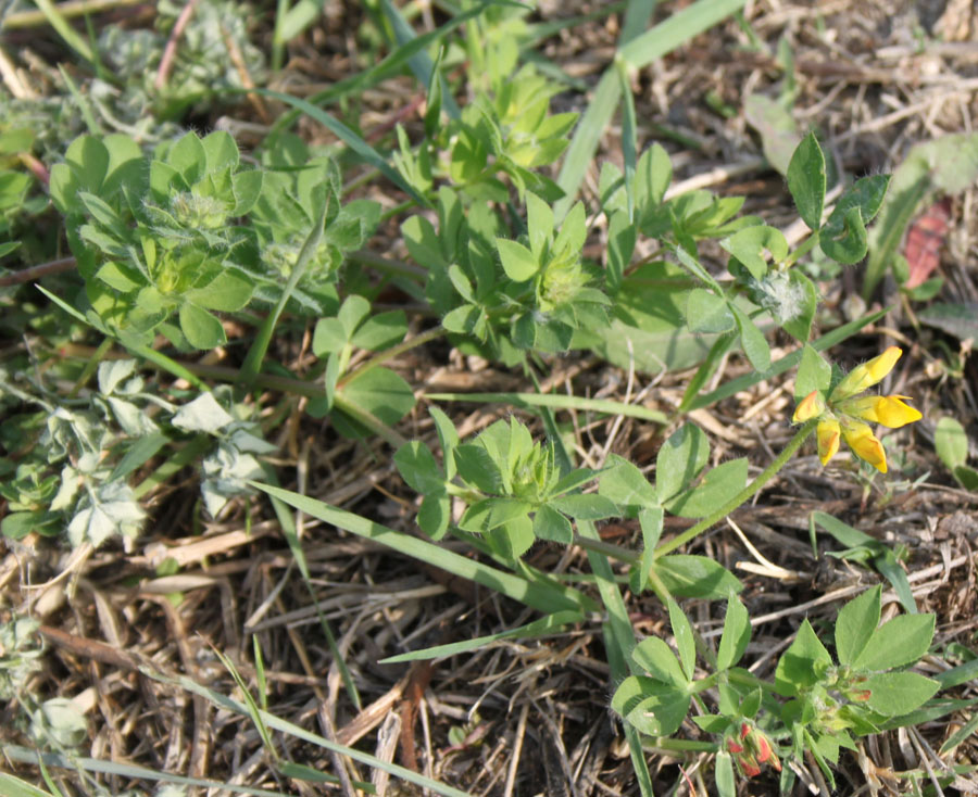 fabaceae